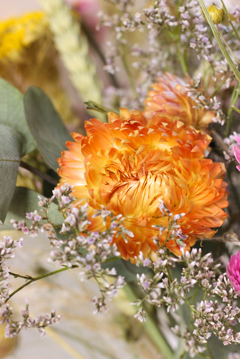 Picture shows a close up of helichrysum flower in orange shade
